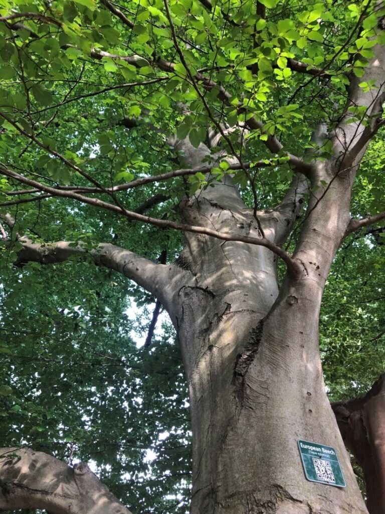 European-Beech-at-Echo-Lake-Park-credit-County-of-Union-NJ-825x1100-1-768x1024