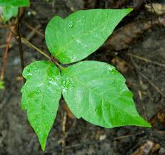 poison ivy picture